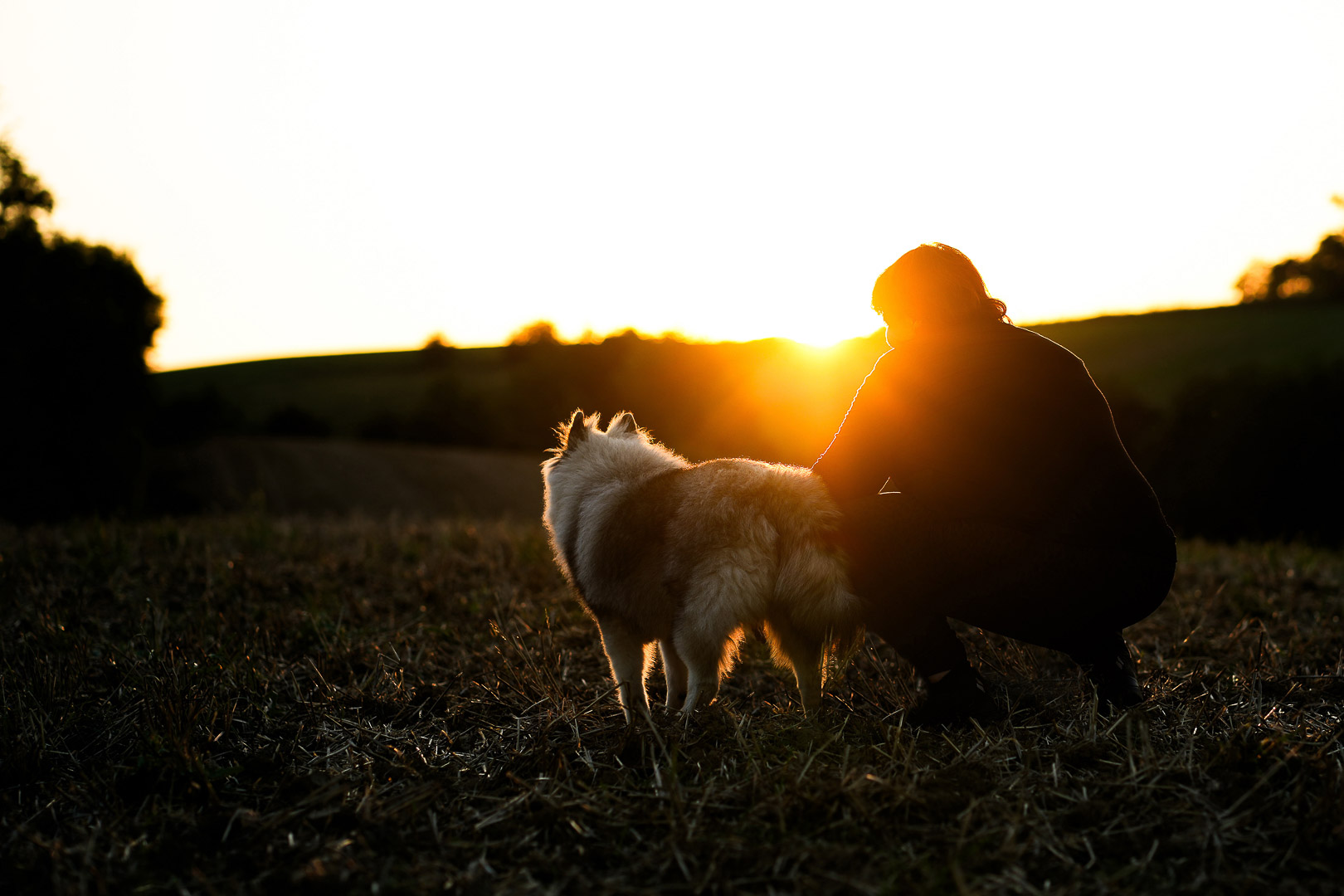 Hundeshooting im Sonnenuntergang -traumhafte Hundefotos von deinem Vierbeiner